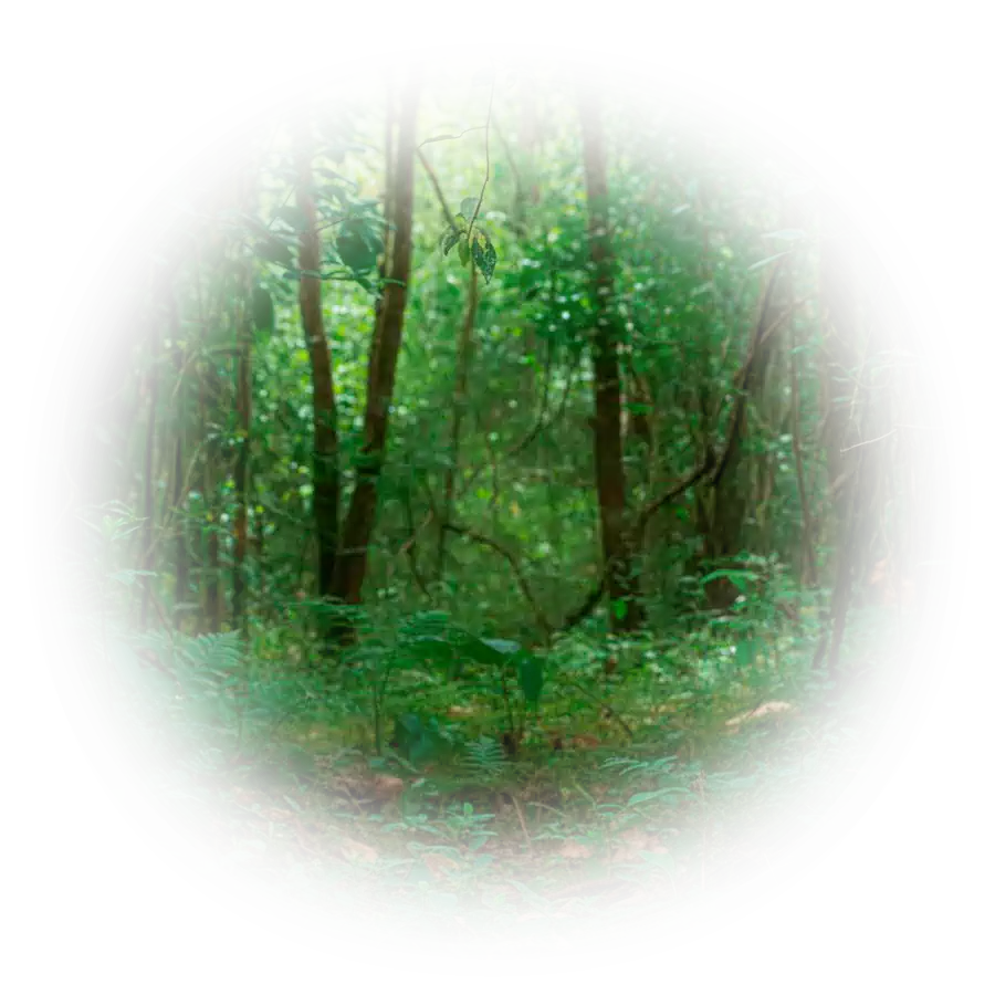 Вебстудия Капира