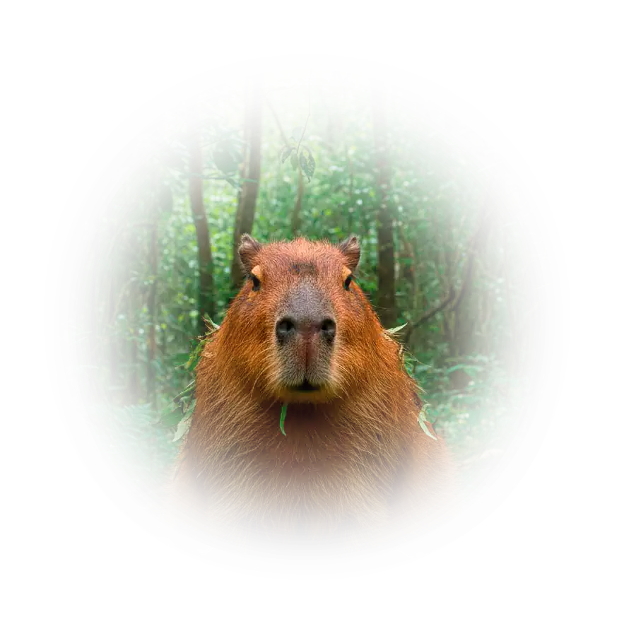 Вебстудия Капира