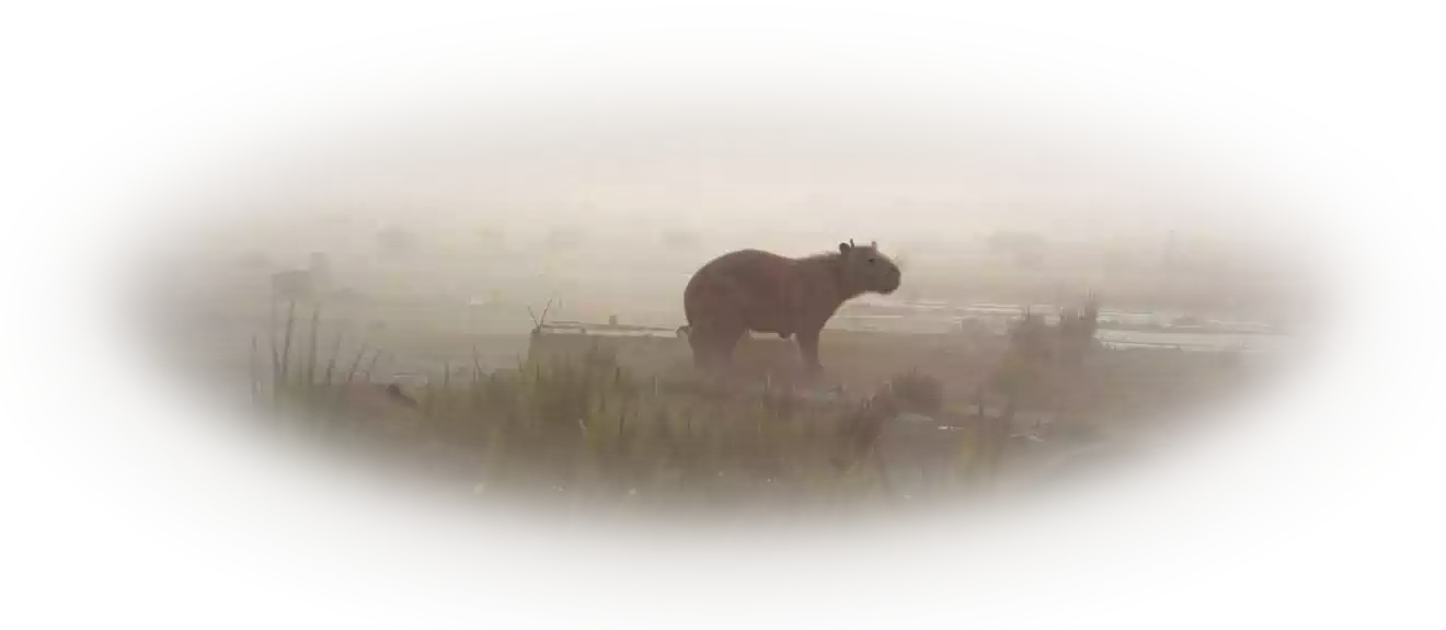 Вебстудия Капира