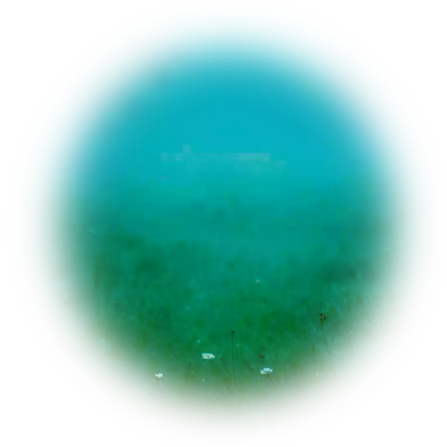 Лого Вебстудия Капира