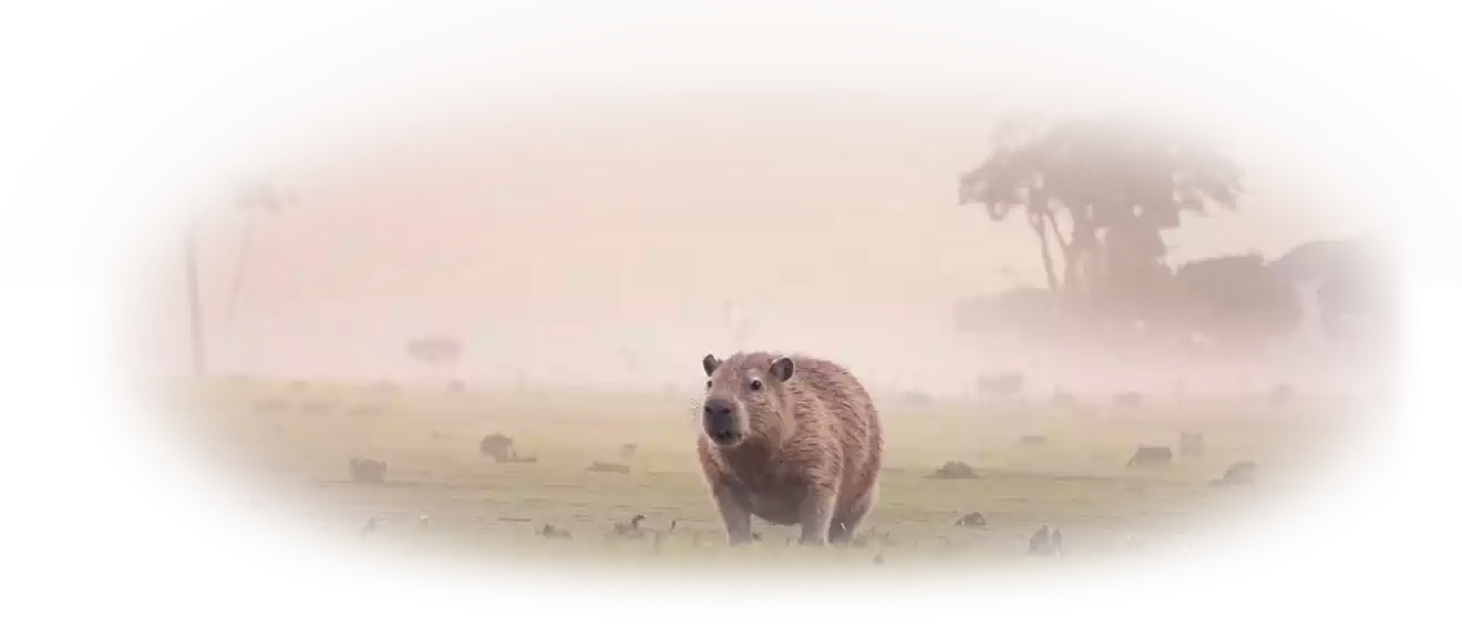 Лого Вебстудия Капира