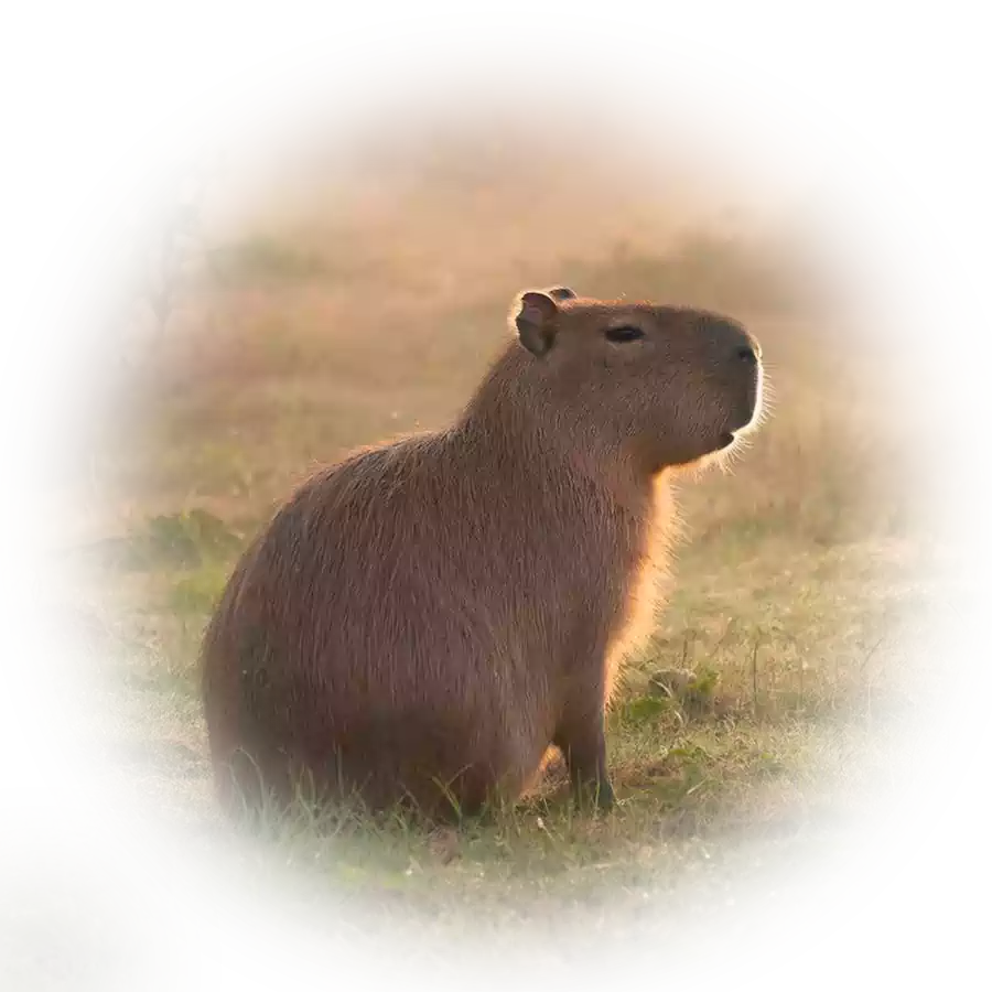 Лого Вебстудия Капира